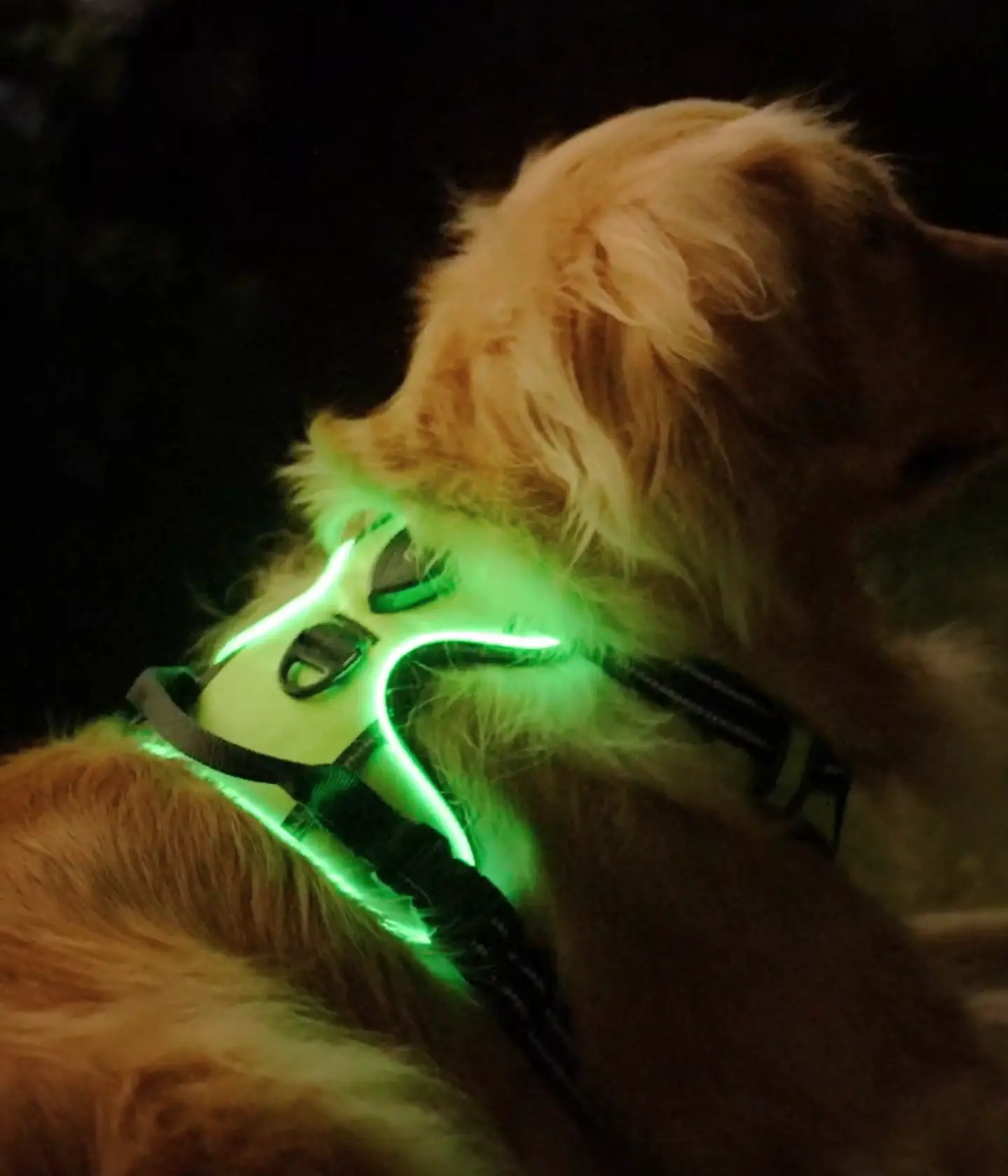 Radpaws user Neil G.